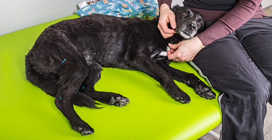 Acupuncture as Pain Management for Pets
