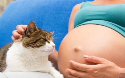 Family Cats and Pregnant Women: Take Measures to Prevent Toxoplasmosis Infection