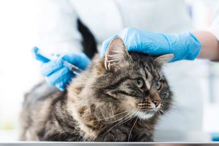 Feline Leukemia Virus: What You Need to Know