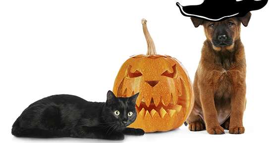 Prepare Your Pets for Halloween