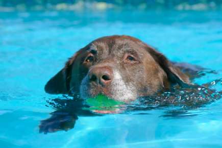Protect Your Pets with These Water Safety Tips