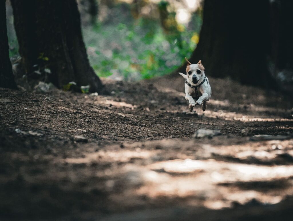 Dog running safely on a forest trail in Squamish in the Sea to Sky corridor