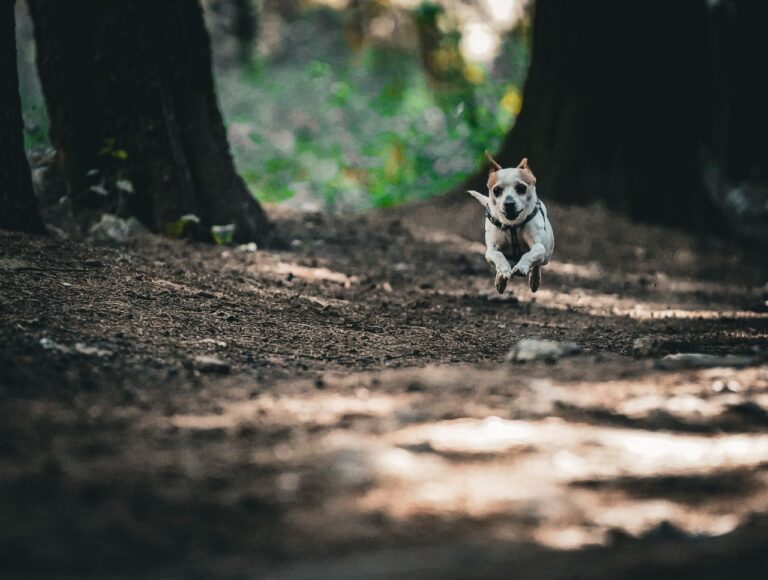 Dog running safely on a forest trail in Squamish in the Sea to Sky corridor